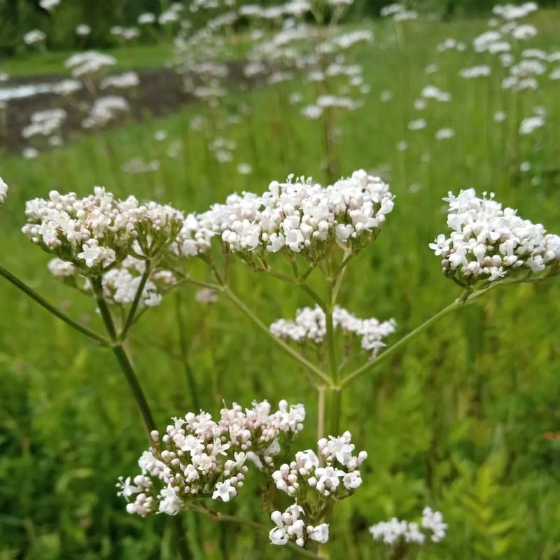 Valerian