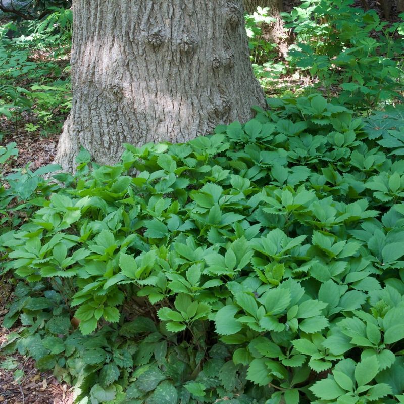 Pachysandra