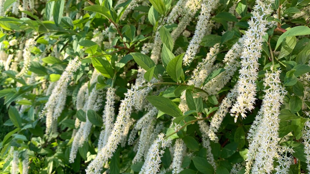 sweetspire bush