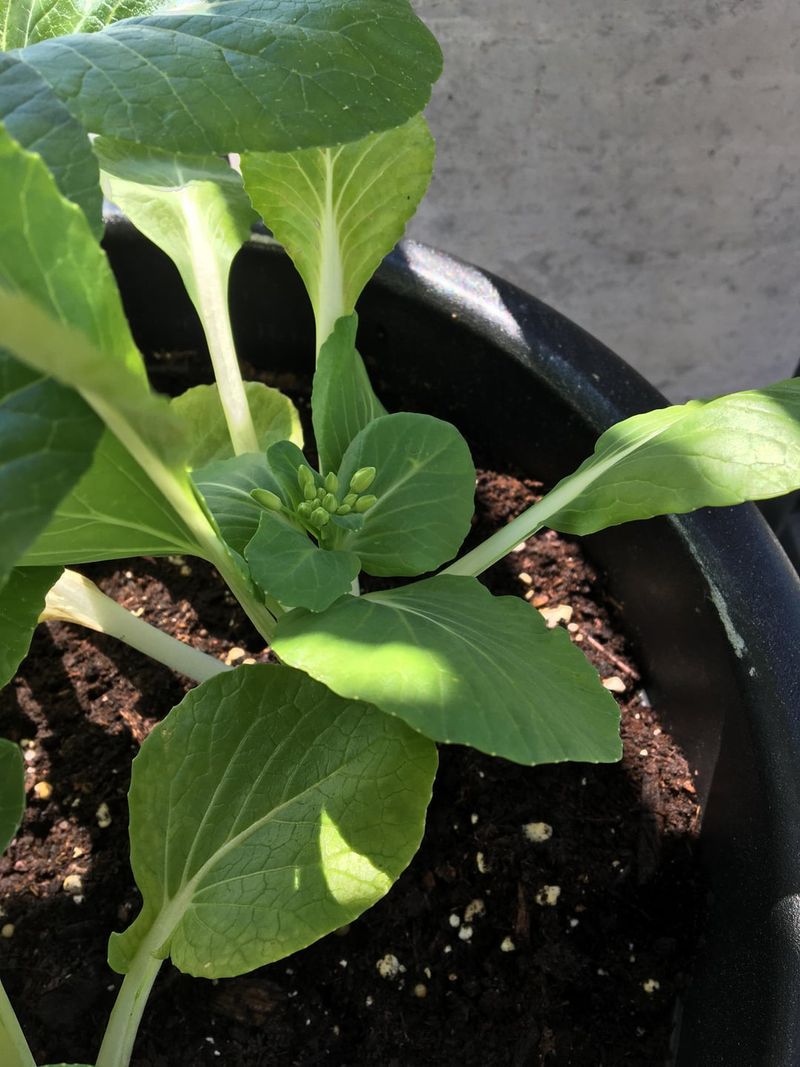 Bok Choy