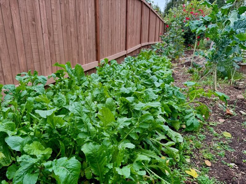 Arugula