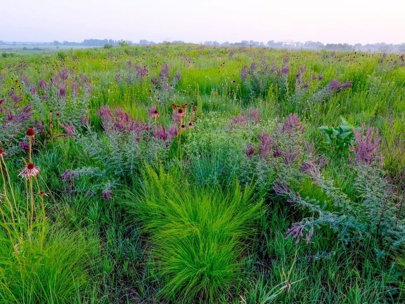 Prairie Dropseed