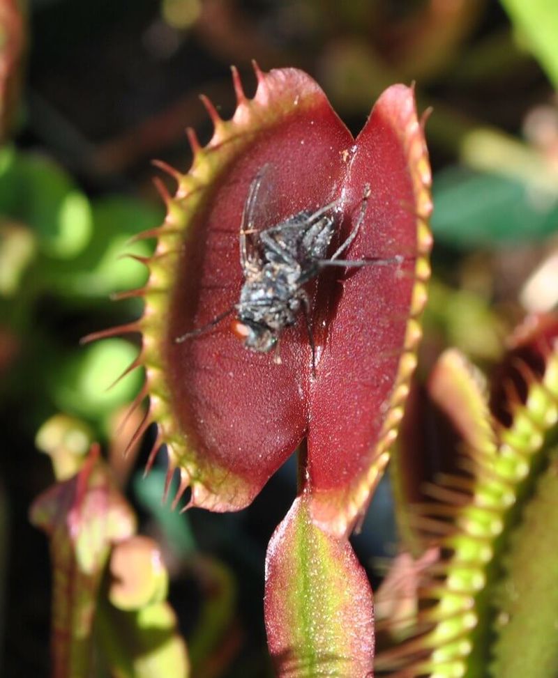 Carnivorous Plant Adaptations