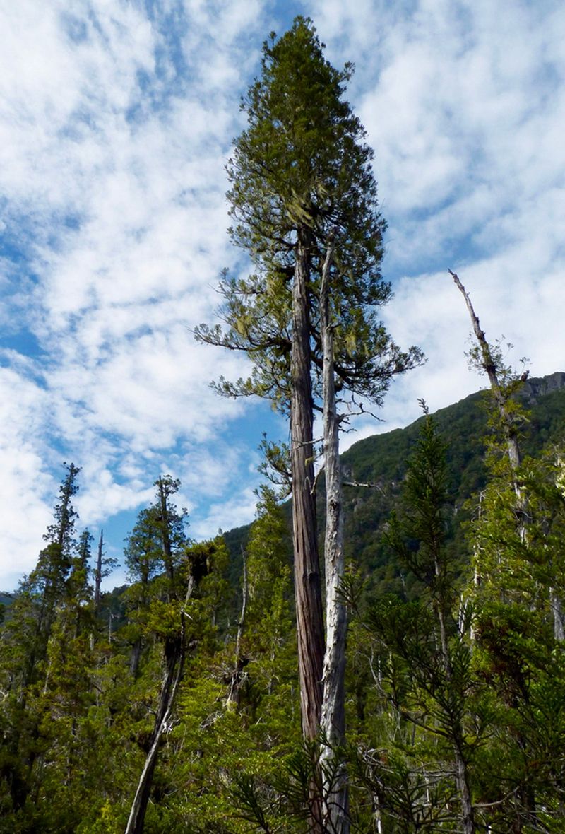 Patagonian Cypress (Pilgerodendron uviferum)