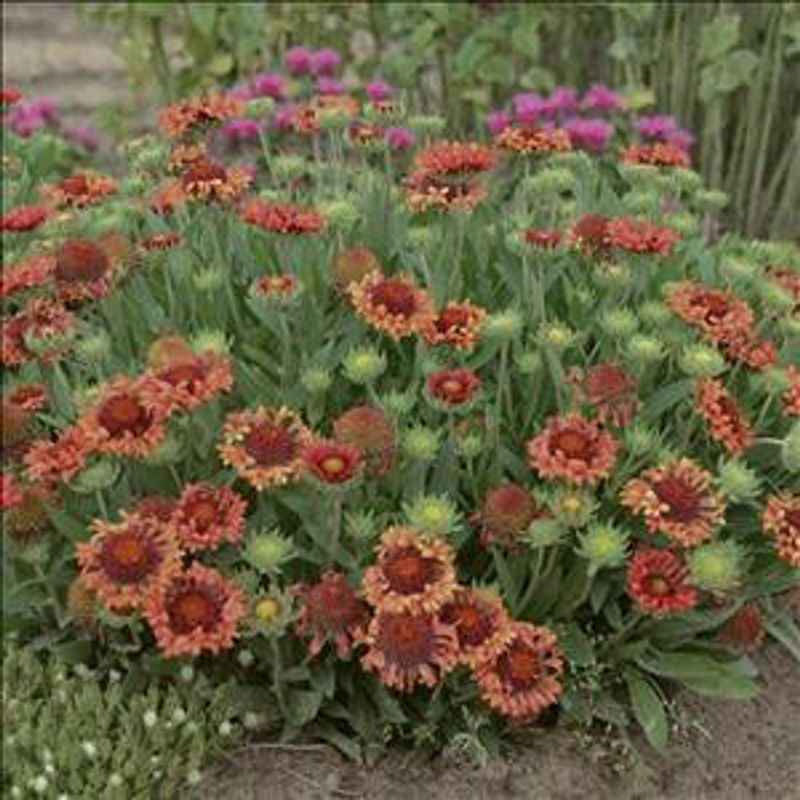 Blazing Gaillardia