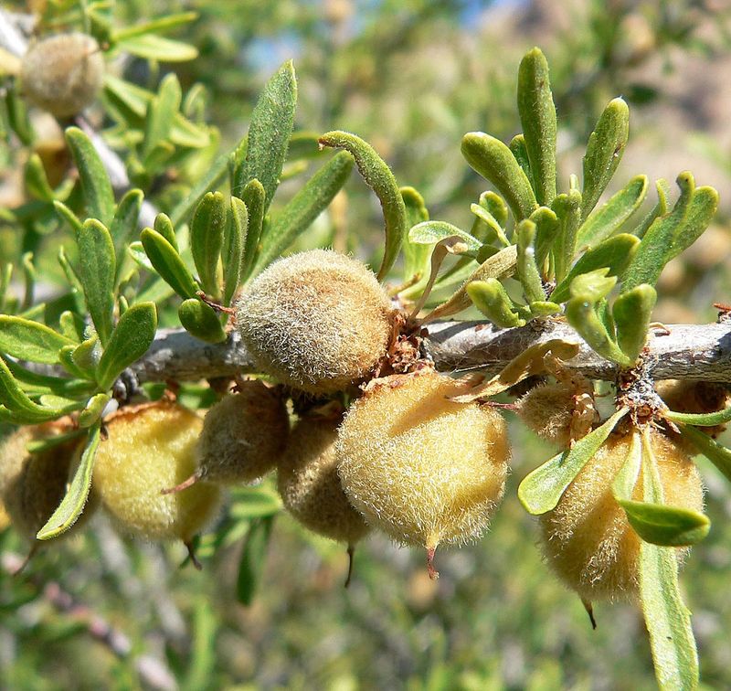 Wild Almond (Prunus Fasciculata)