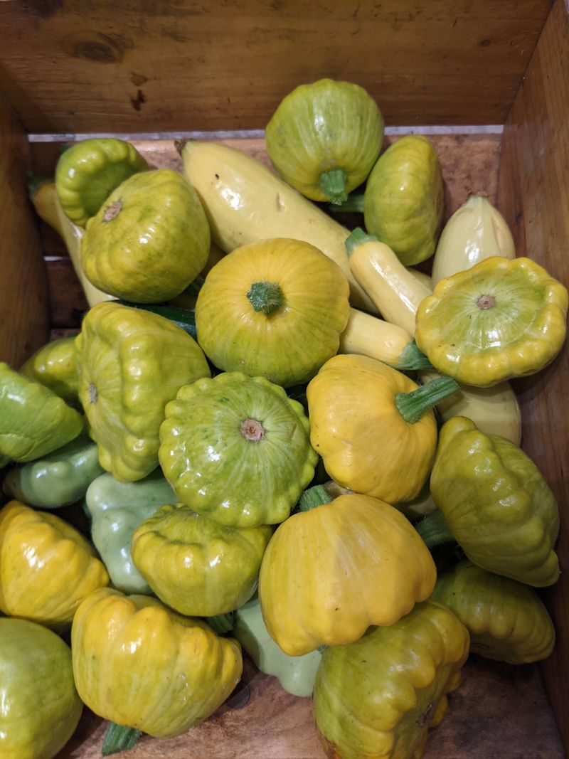 Pattypan Squash