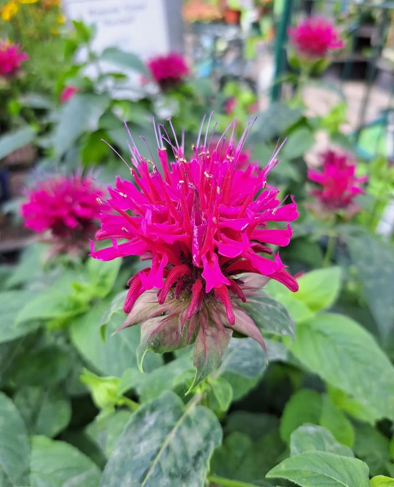 Bee Balm