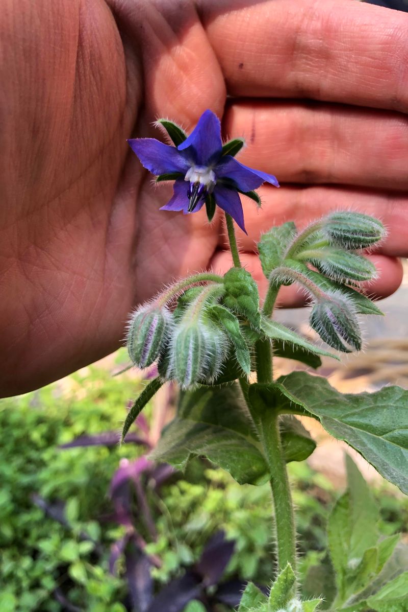 Borage