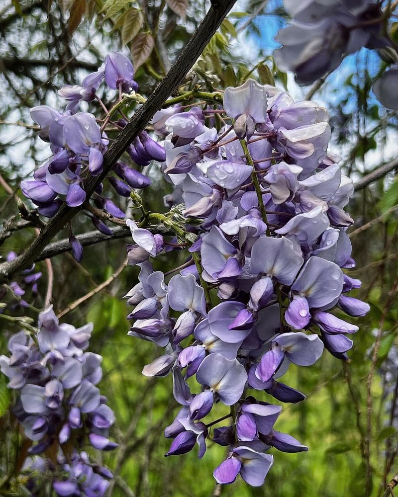 Chinese Wisteria (Wisteria sinensis)