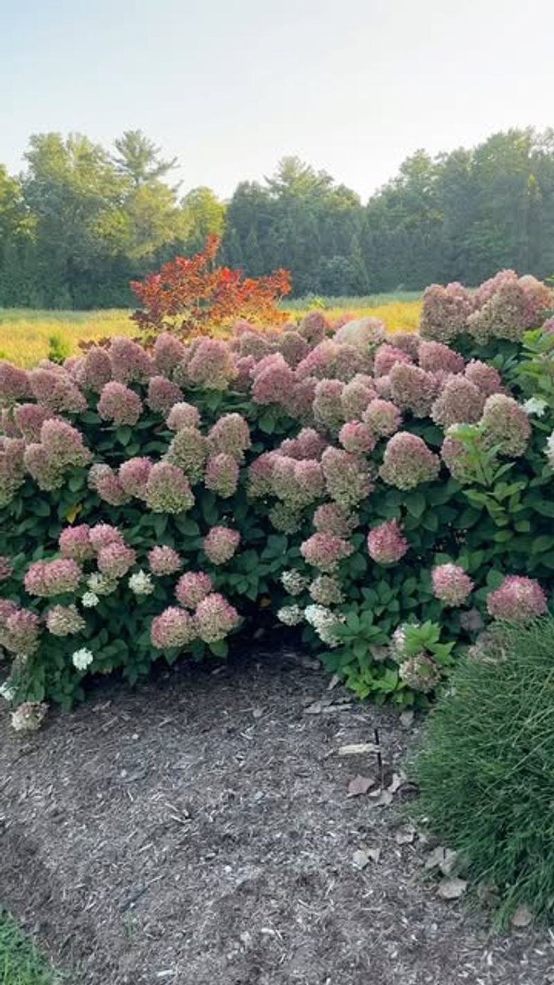 Little Lime Hydrangea