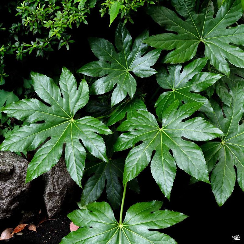 Japanese Aralia