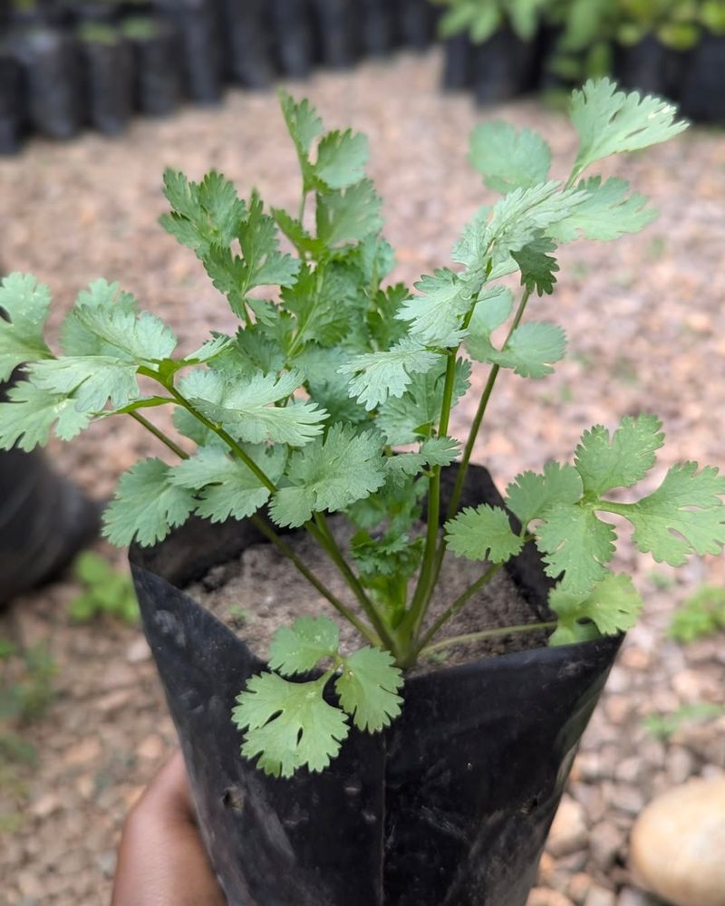 Cilantro (Coriander)