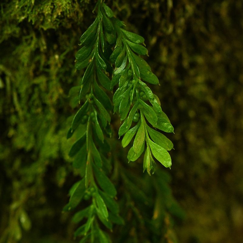 Tmesipteris (Psilotaceae)