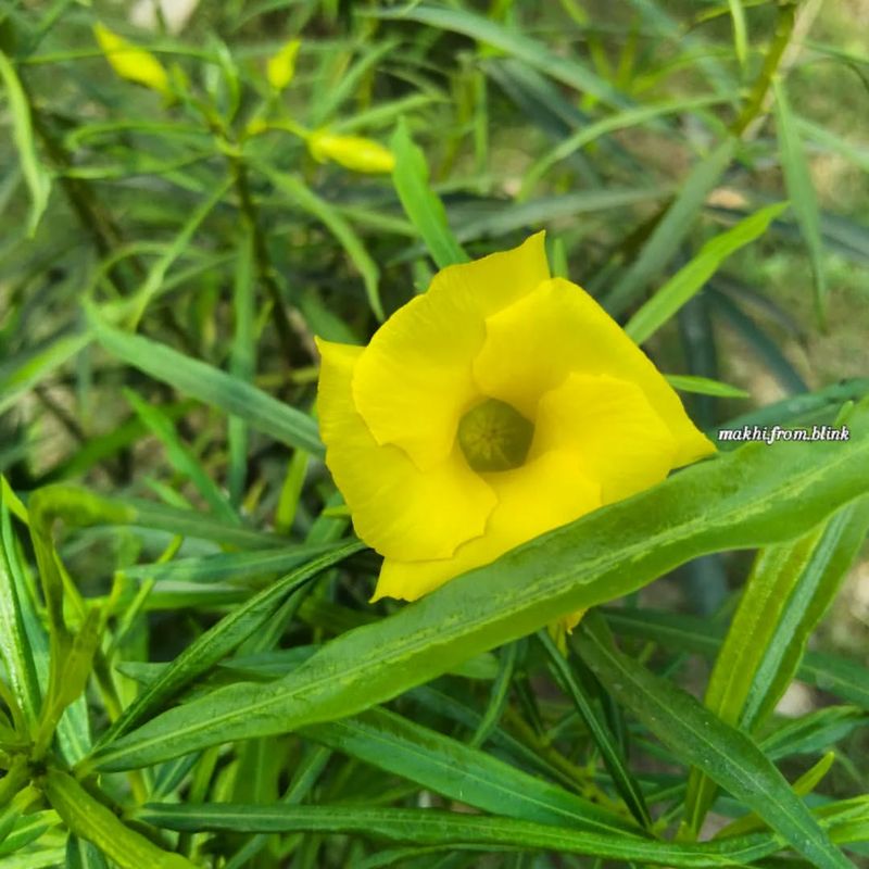 Thevetia peruviana (Yellow Oleander)