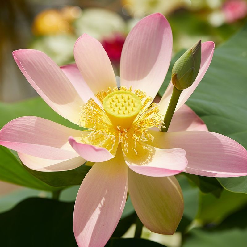 Sacred Lotus (Nelumbo Nucifera)