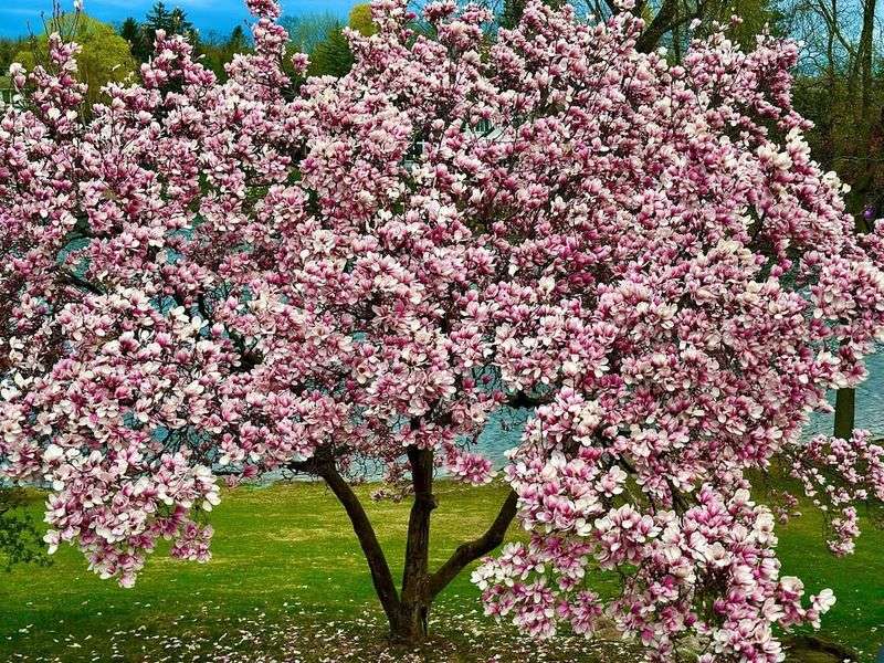 Magnolia Tree