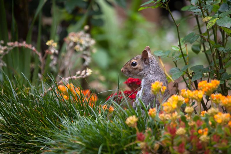 Increase Biodiversity