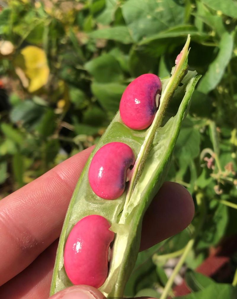 Red Calico Lima Bean