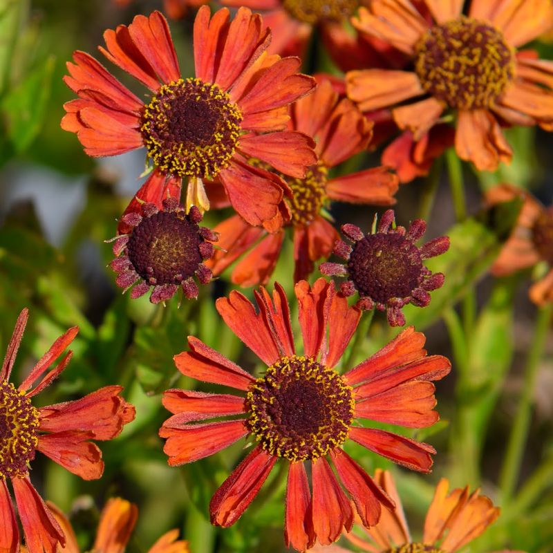 Sunset Helenium