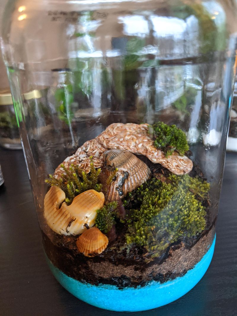 Beach-Themed Terrariums