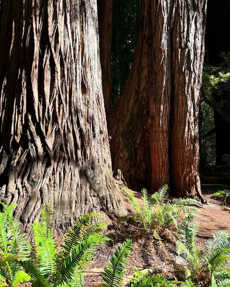 St. Helena Redwood