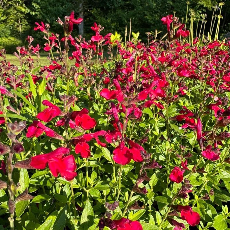 Autumn Sage (Salvia greggii)