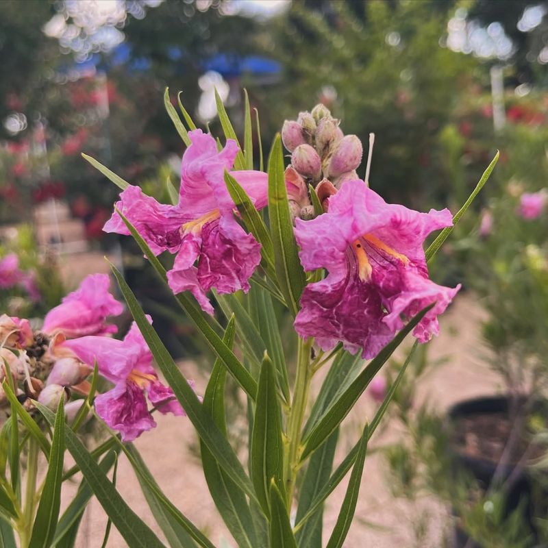 Desert Willow (Chilopsis linearis)