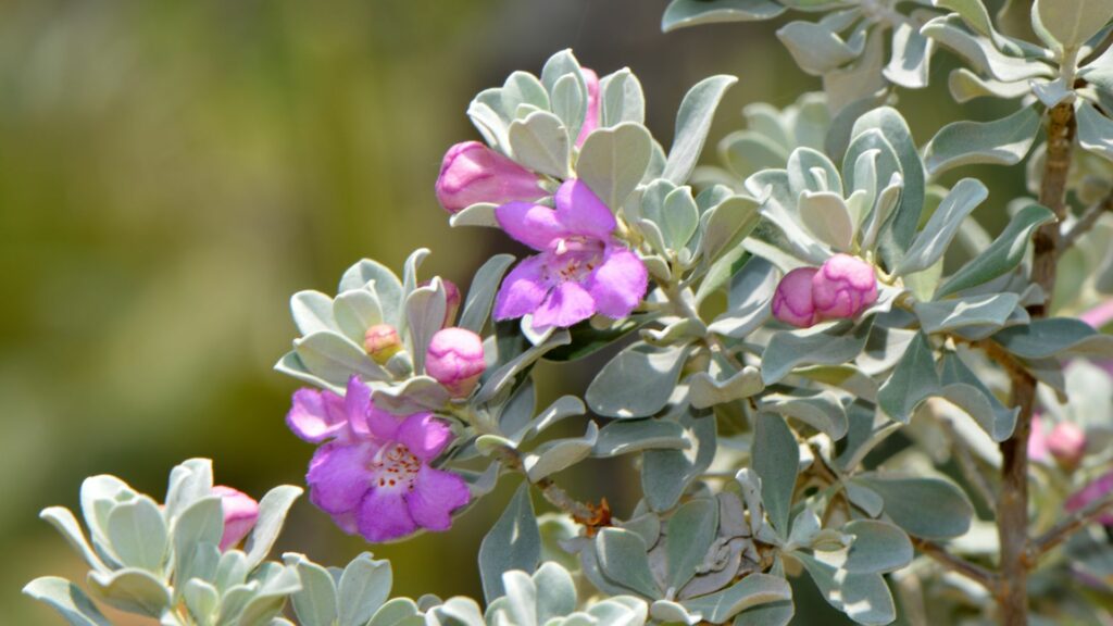 Texas Sage (Leucophyllum frutescens)