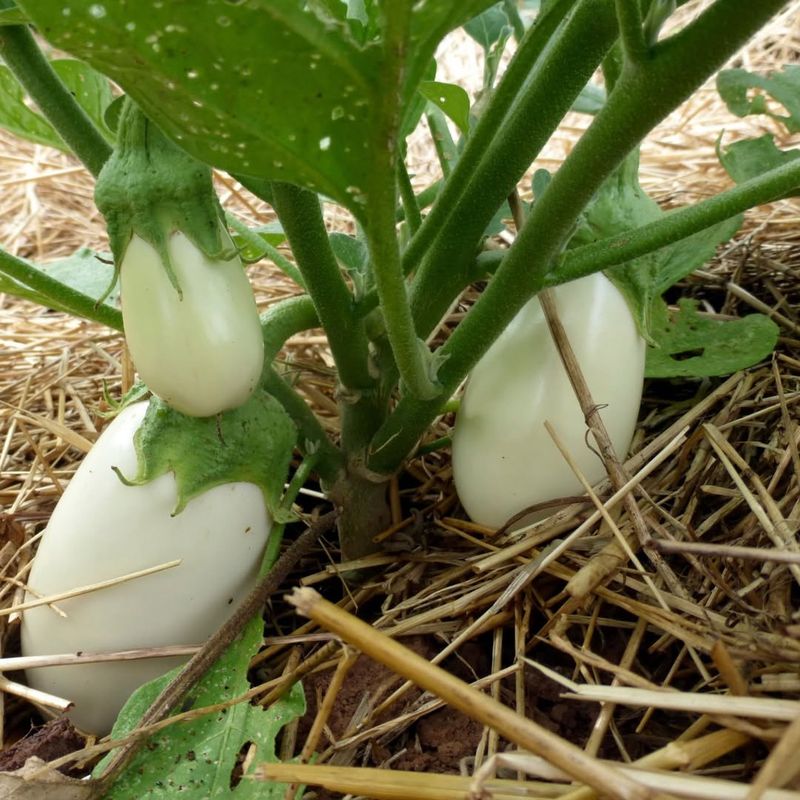 Japanese White Egg