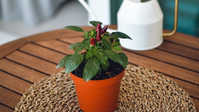 indoor plant red pepper