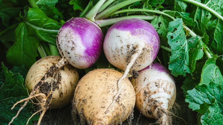 Turnips on a rustic wooden table