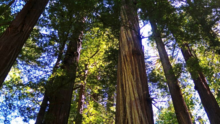 Tallest Redwood Trees in the World