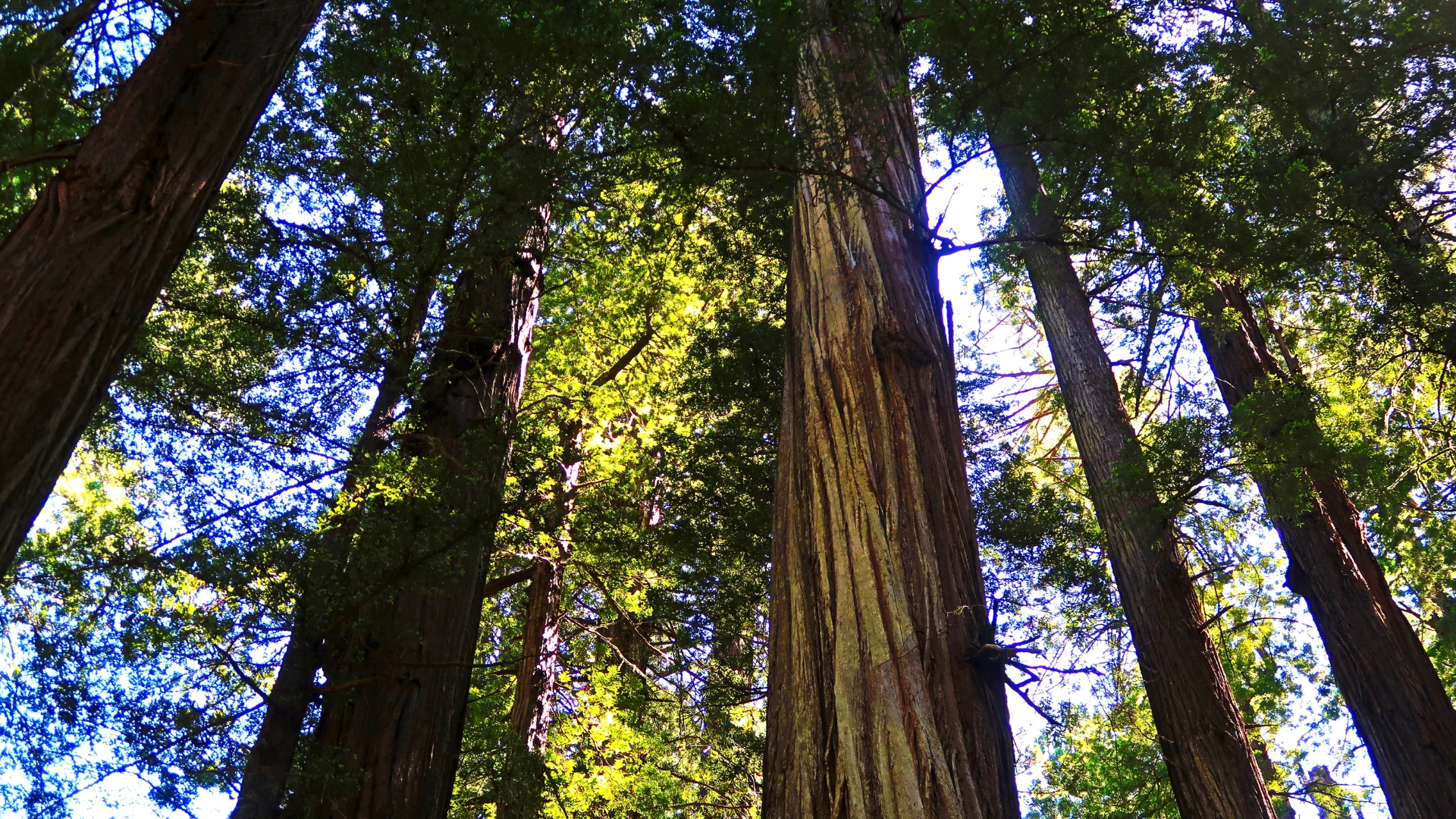 The 15 Largest Trees In The World (And How They Got That Big)