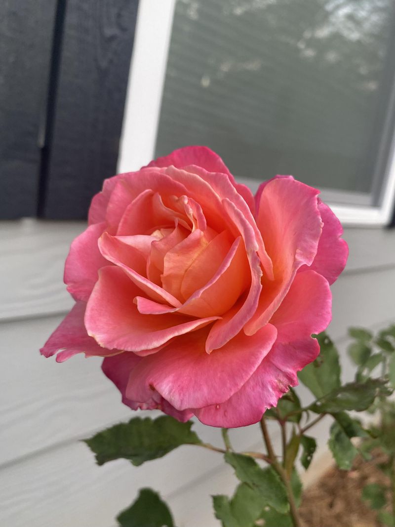 Pink Sunset Roses