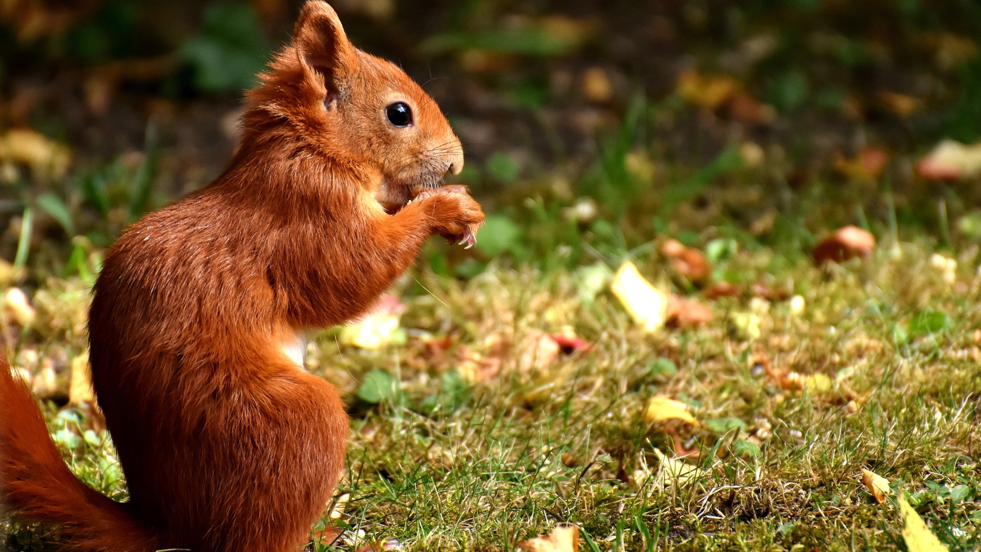 squirrel in nature