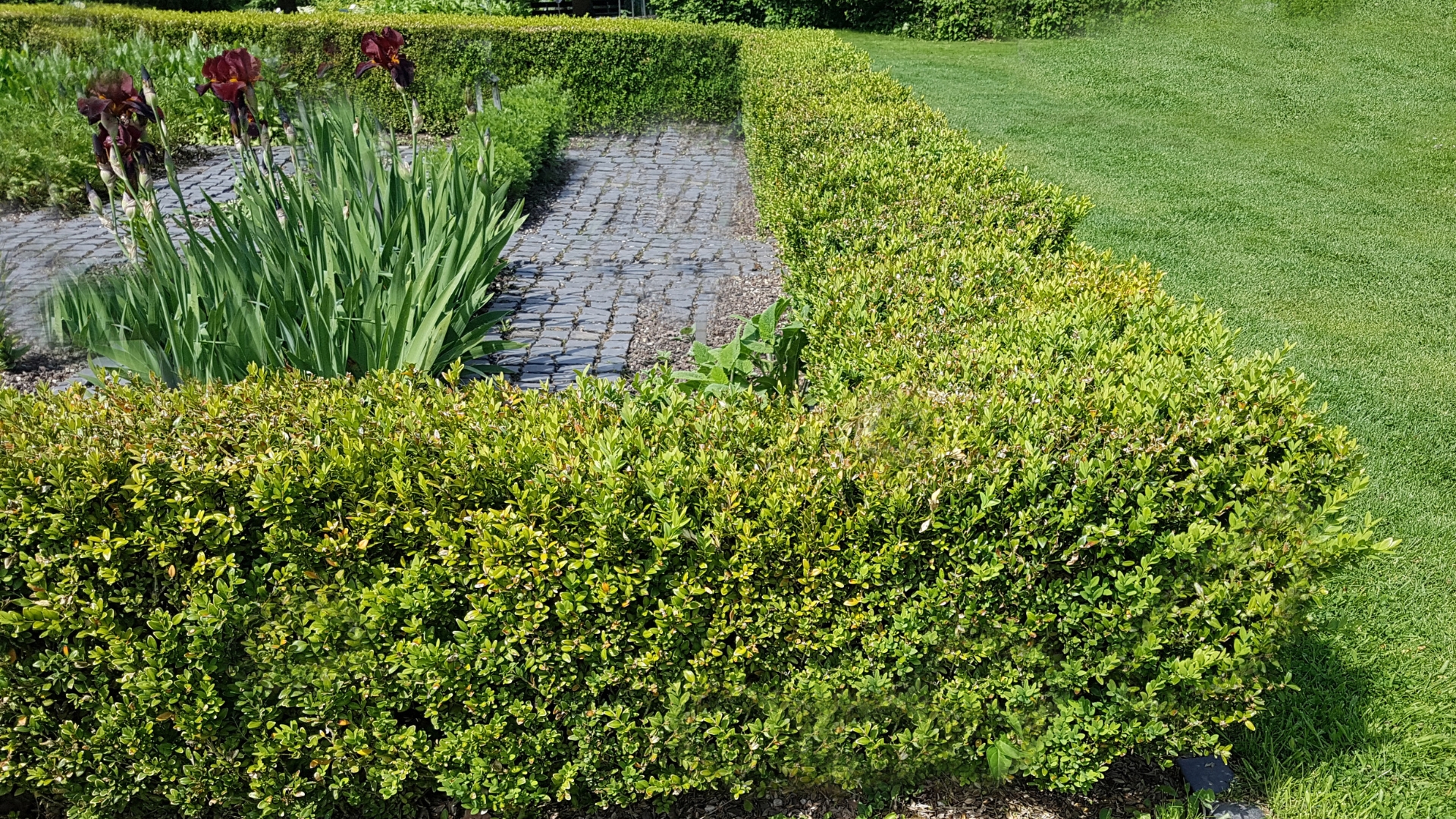 boxwood in garden