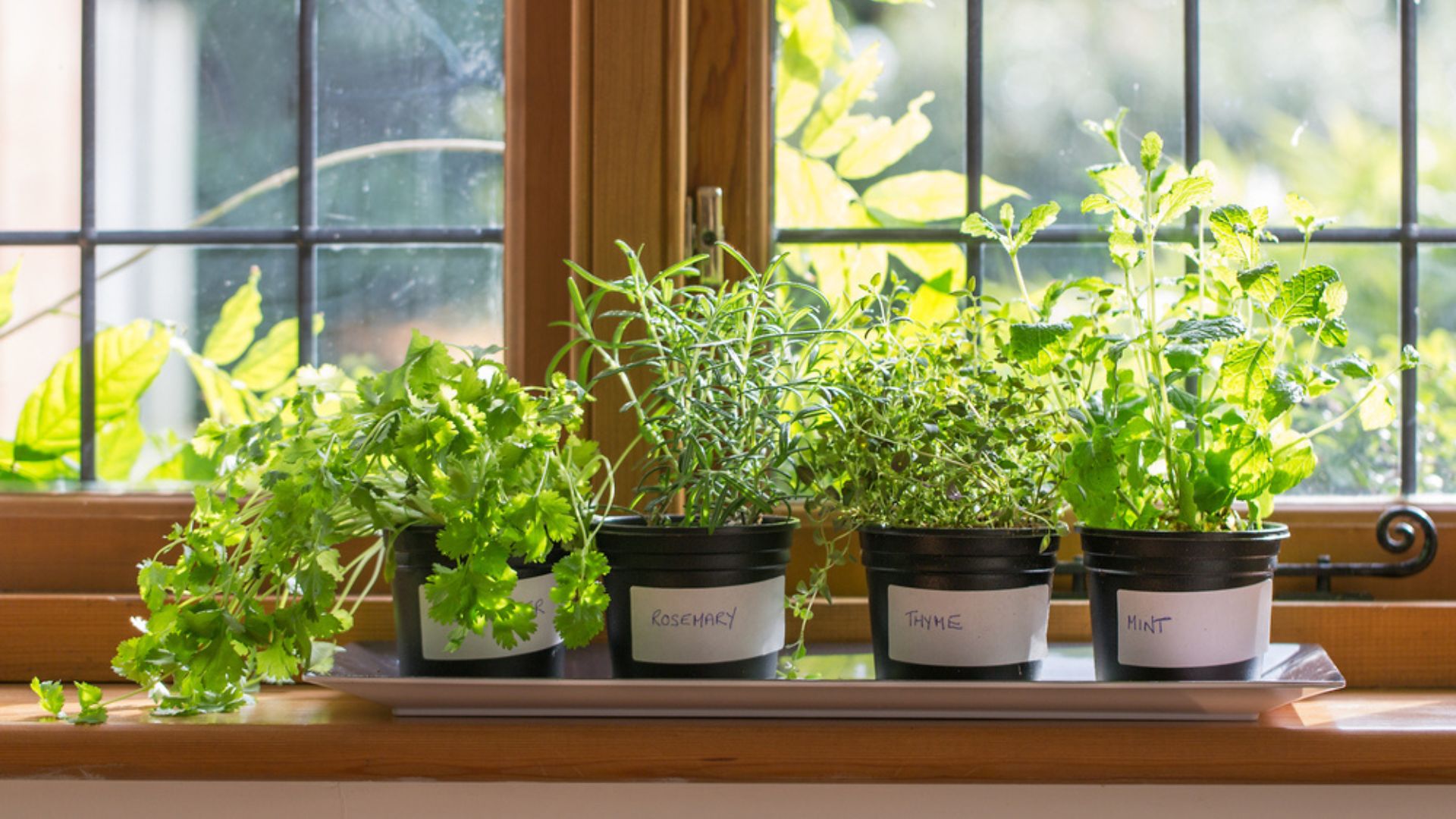 herbs in pots on the windowsill