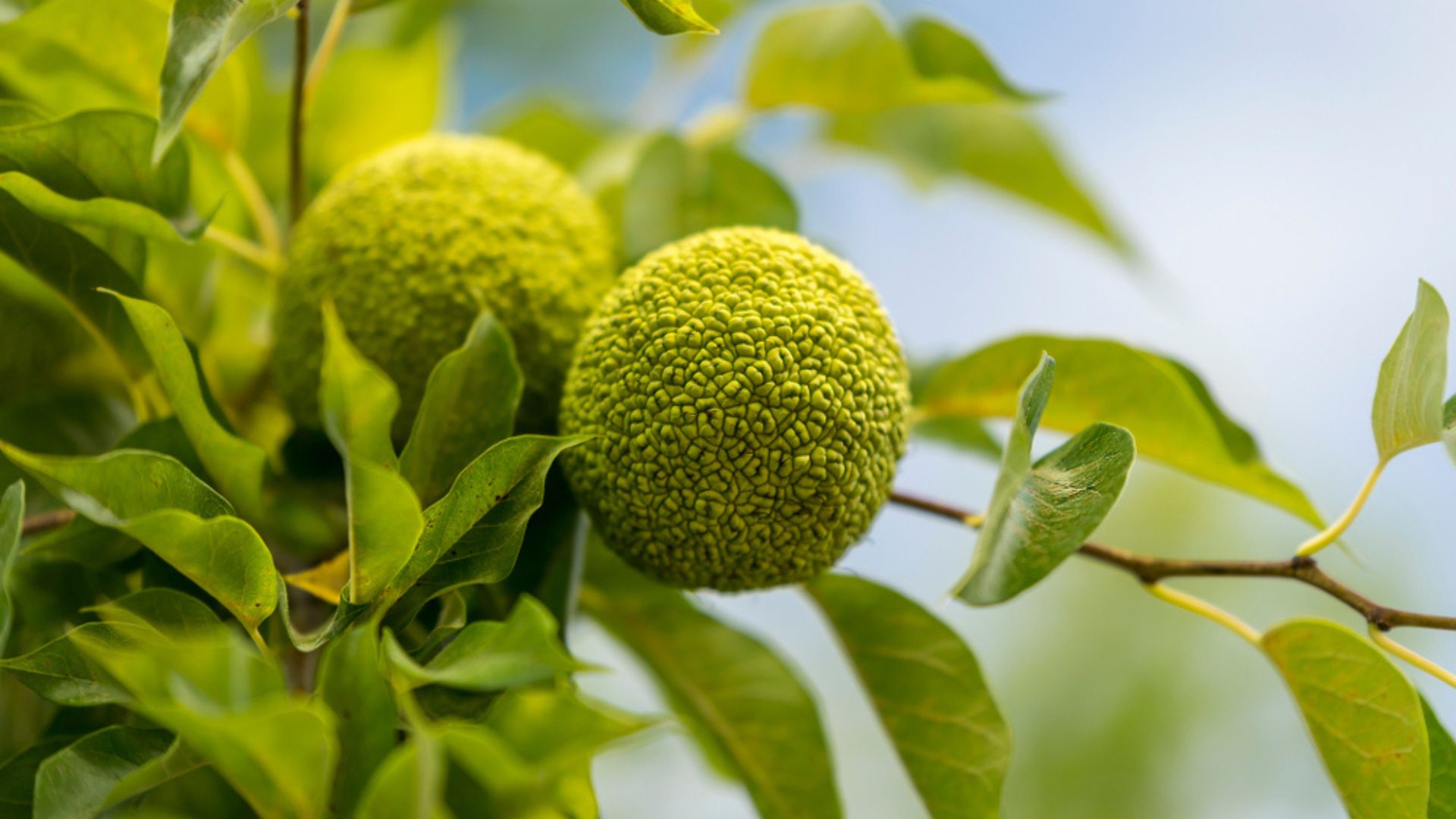 osage orange plant