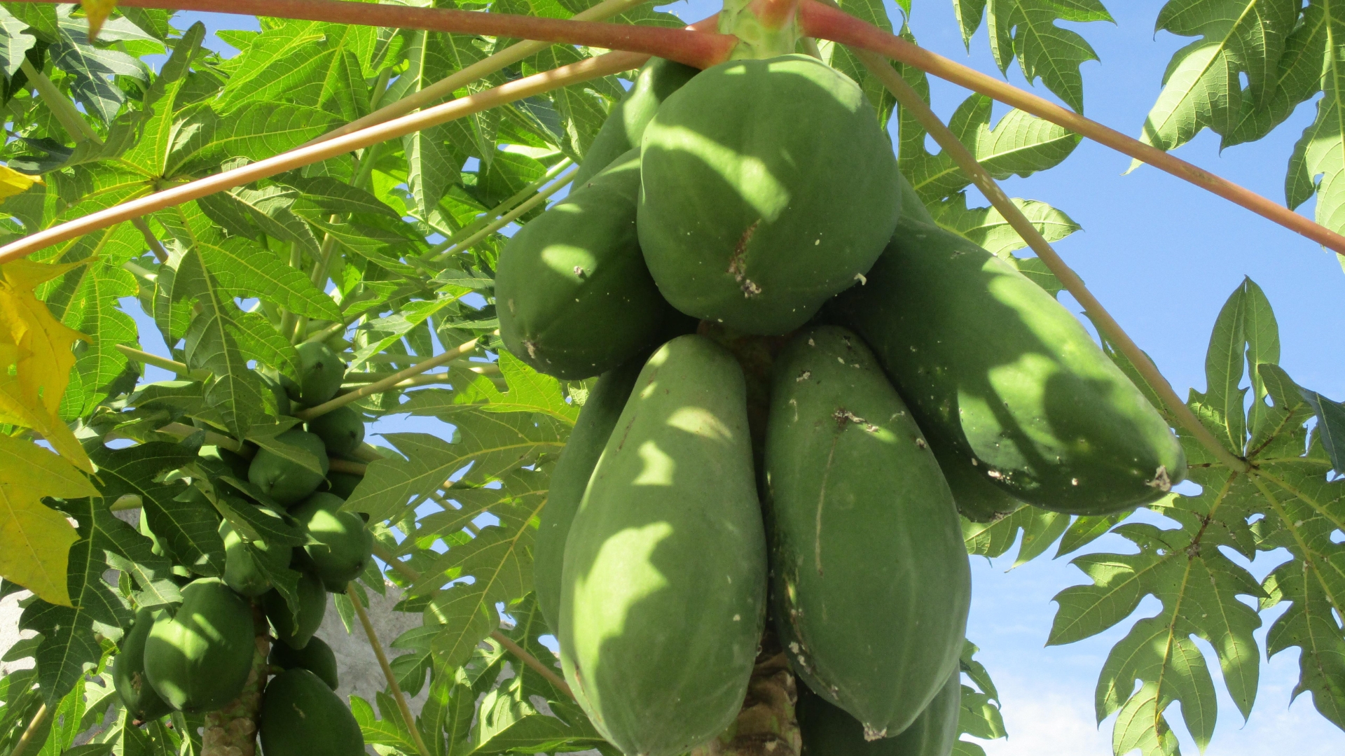 The 26 Iconic Fruits America Invented, Popularized, Then Quietly Forgot