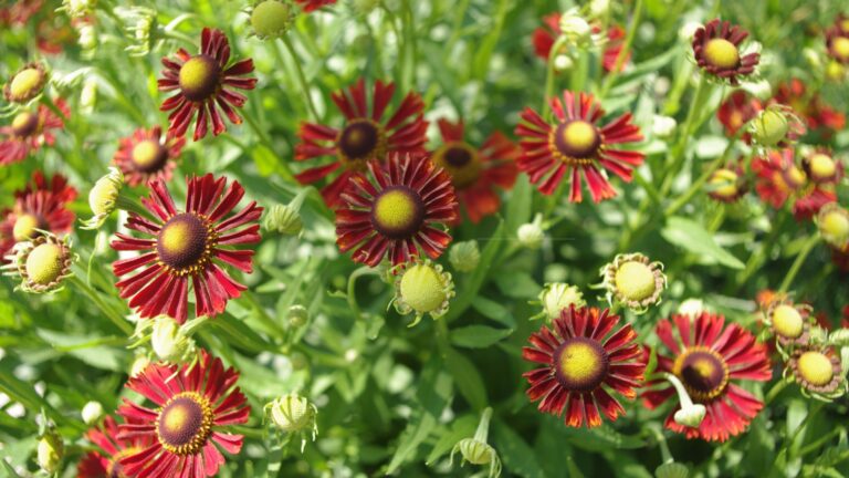 gaillardia