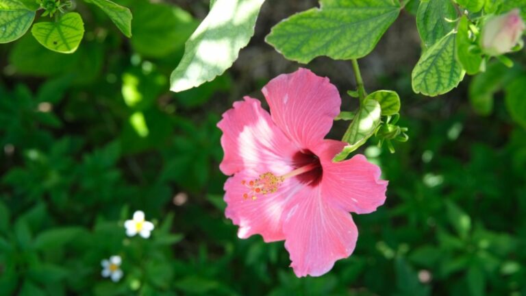 pink hibiscus flower