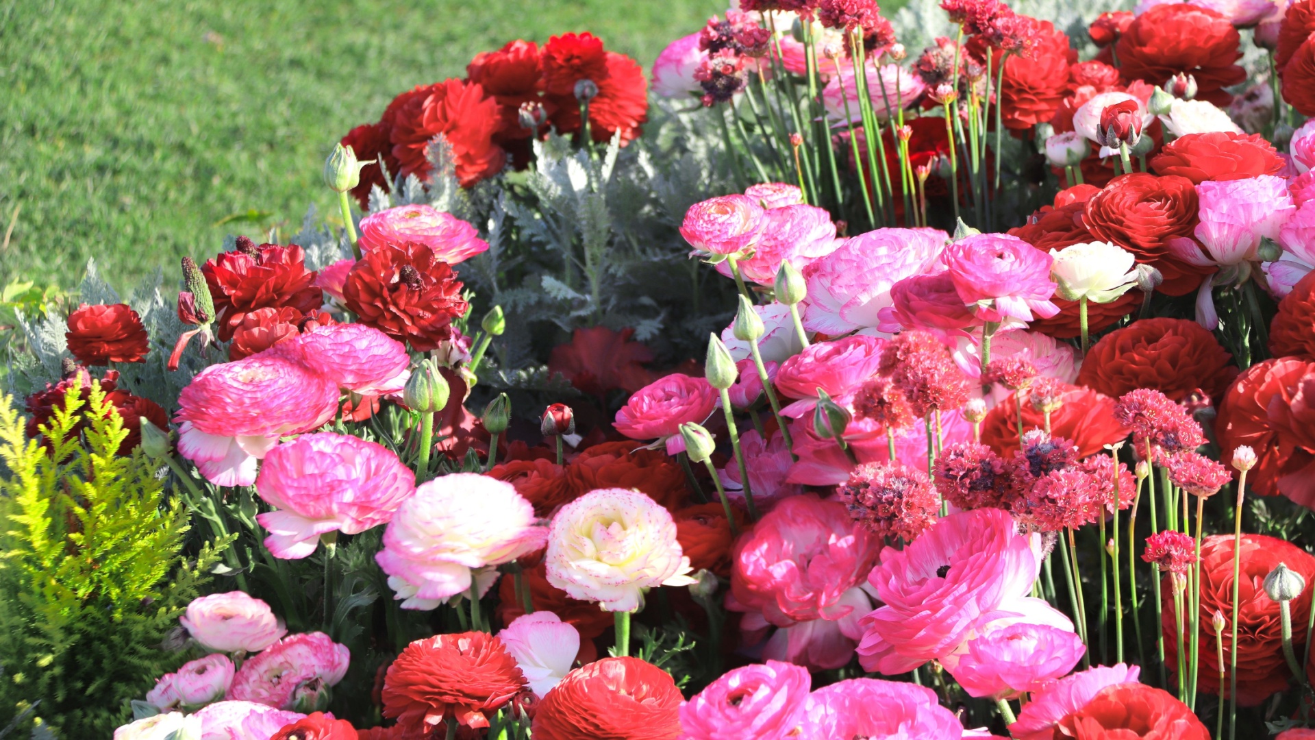 The 35 Most Breathtaking Flowers on Earth