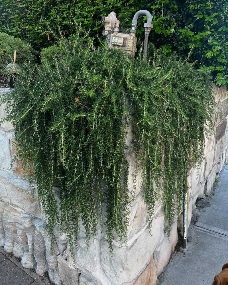 Trailing Rosemary