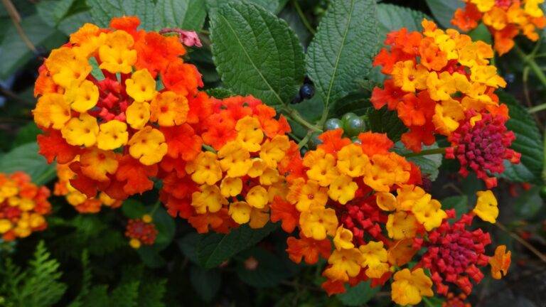 lantana flowers