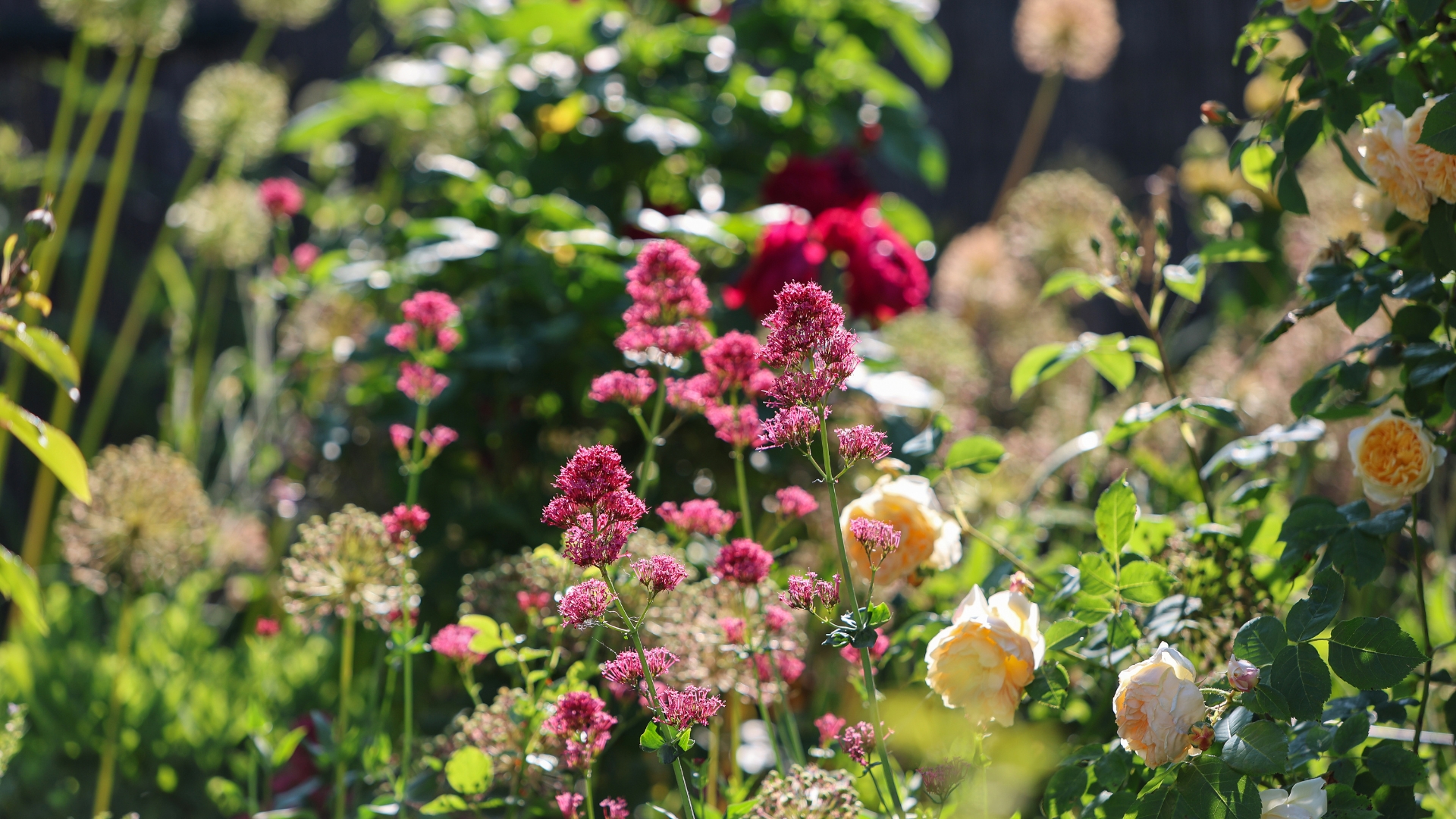 Morning garden