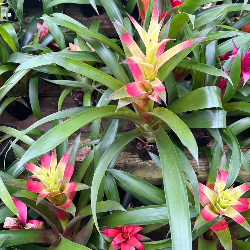 Bromeliad