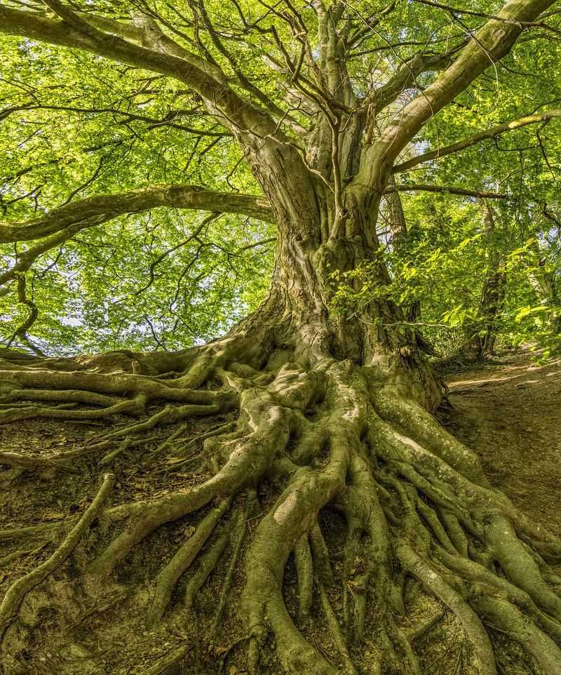 Trees Communicate Underground