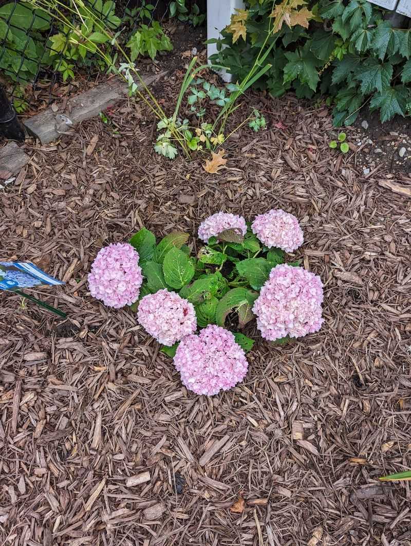 Mulch Magic