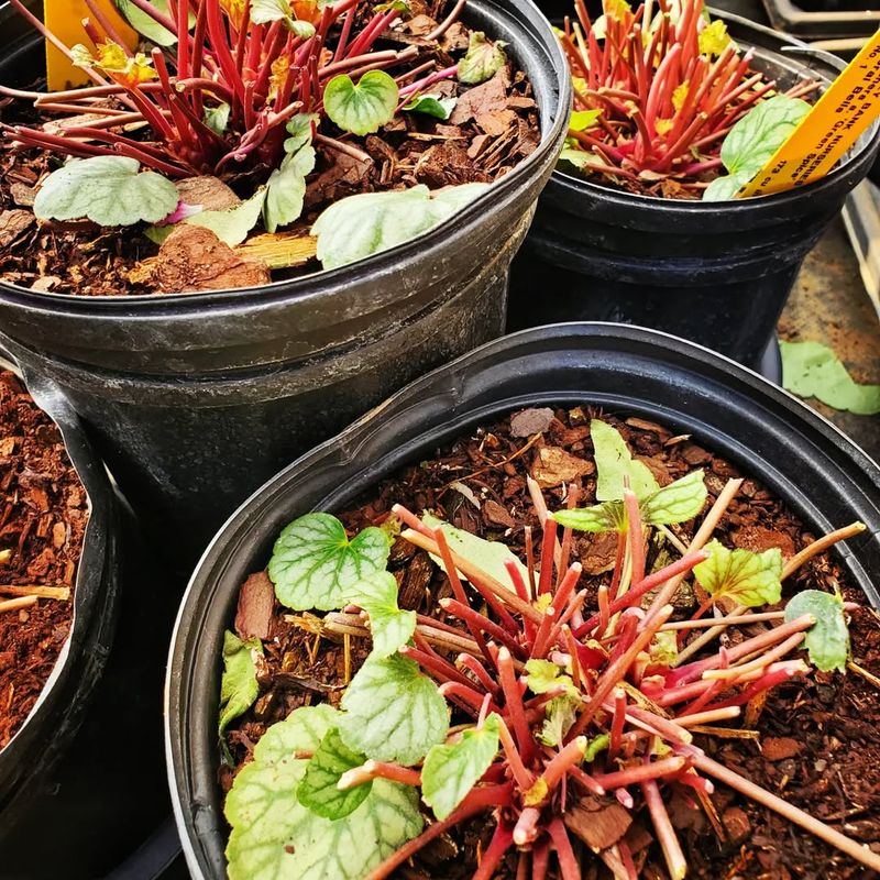 How Perennials Survive Winter And Dormancy